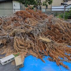 庭木を伐採した枯れ木の画像
