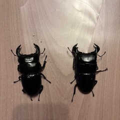 アンタエウスオオクワガタ　ダイオウヒラタクワガタ　セット
