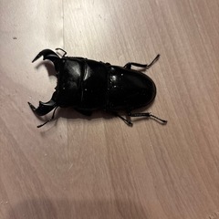 アンタエウスオオクワガタ　ダイオウヒラタクワガタ　セット
の画像