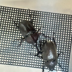 国産カブトムシ 成虫 ペアの画像