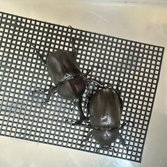 国産カブトムシ 成虫 ペア