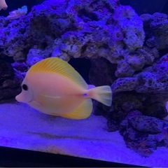 ✨【代理出品】沖縄産・キイロハギ（4匹）✨の画像