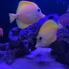 ✨【代理出品】沖縄産・キイロハギ（4匹）✨の画像