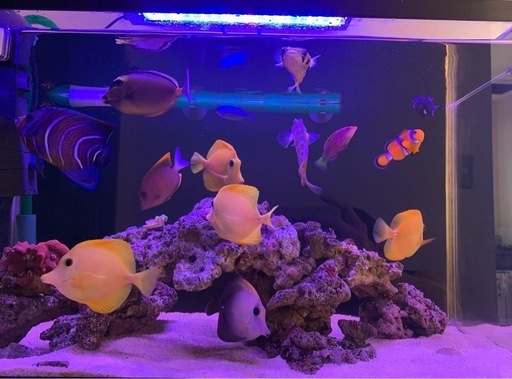 ✨【代理出品】沖縄産・キイロハギ（4匹）✨