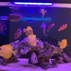 ✨【代理出品】沖縄産・キイロハギ（4匹）✨の画像