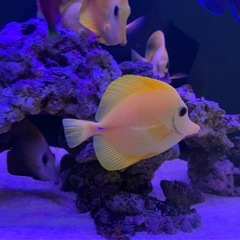 ✨【代理出品】沖縄産・キイロハギ（4匹）✨の画像