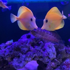 ✨【代理出品】沖縄産・キイロハギ（4匹）✨の画像