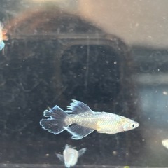 メダカ　アビの画像