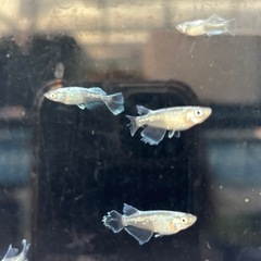 メダカ　アビの画像