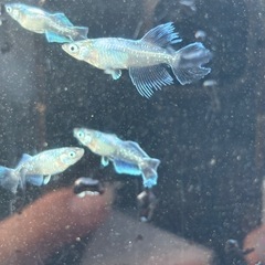 メダカ　アビの画像