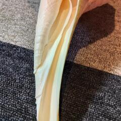 美品！世界最大の巻き貝　アラフラオオニシ貝　ホラ貝の画像