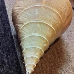 美品！世界最大の巻き貝　アラフラオオニシ貝　ホラ貝の画像