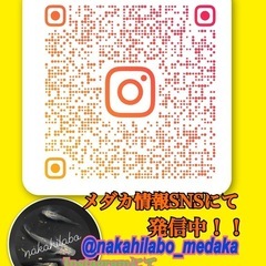 【なかひらぼめだか】プラチナレッドドラゴングッピーペアの画像