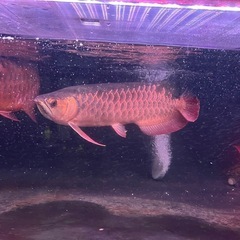 アロワナの画像