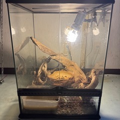 爬虫類ケージの画像