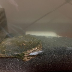 幹之メダカ針子〜稚魚5匹の画像