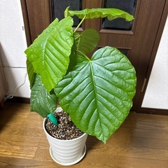 観葉植物🪴ウンベラータ🪴の画像