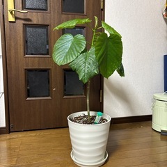 観葉植物🪴ウンベラータ🪴の画像