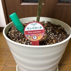 観葉植物🪴ウンベラータ🪴の画像