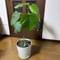 観葉植物🪴ウンベラータ🪴の画像