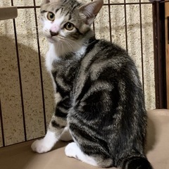 アメショ風柄の綺麗な子猫　里親募集