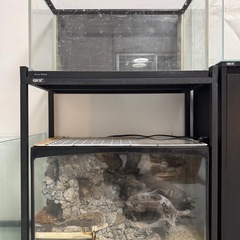 爬虫類用品の画像