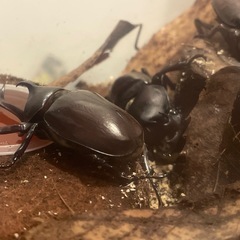 カブトムシ　ペアの画像