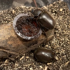 カブトムシ　ペアの画像