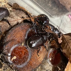 カブトムシ　ペアの画像