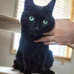黒猫女子たまちゃん