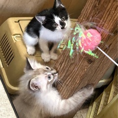お鼻のブチ柄がかわいい♪白黒ハチワレちゃん - 国東市