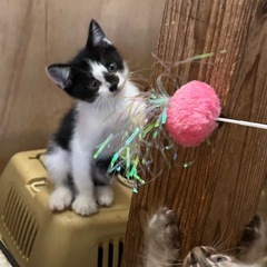 お鼻のブチ柄がかわいい♪白黒ハチワレちゃん