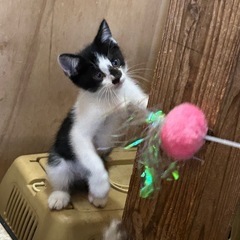 お鼻のブチ柄がかわいい♪白黒ハチワレちゃん − 大分県