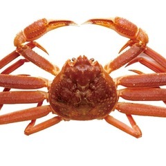 明日‼️蟹ランチ🦀
