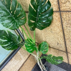高さ1.5m本物そっくりインテリア植栽の画像