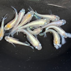 【花花めだか】 めだか色々の画像