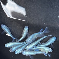 【花花めだか】 めだか色々の画像