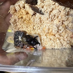 サビイロカブト　♂単品の画像