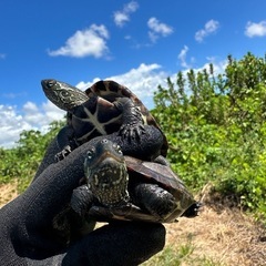 一緒に亀捕獲に行きませんか？ - 杉並区