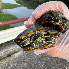 一緒に亀捕獲に行きませんか？ - その他