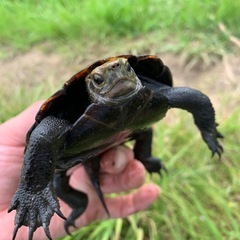 一緒に亀捕獲に行きませんか？