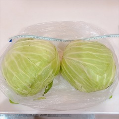 春キャベツ 2玉