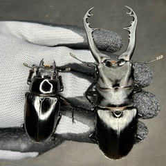 アクティオンゾウカブトの中古が安い！激安で譲ります・無料で