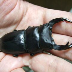 三重県産オオクワガタ F1 ♂68ミリ ♀43.9ミリ ペアの画像
