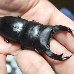 三重県産オオクワガタ F1 ♂68ミリ ♀43.9ミリ ペアの画像