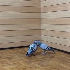 【急募！！明日まで！】鳩♂︎︎ ♀