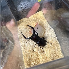 ノコギリクワガタ♂♀ペア　天然採取の画像