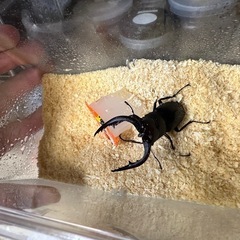 ノコギリクワガタ♂♀ペア　天然採取の画像