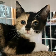 お見合い入りました　とても美人な三毛猫ちゃん