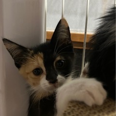 里親さん決まりました　とても美人な三毛猫ちゃん - 多気郡